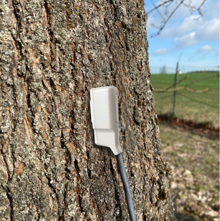 SFM-5 Sap flow sensor action shot